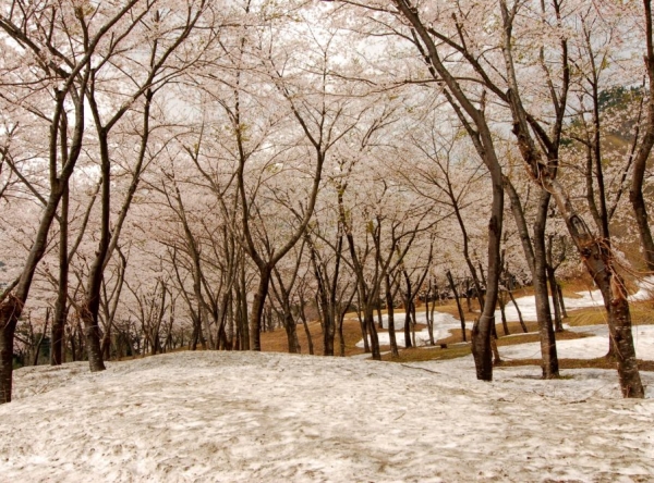 桜公園（梅花皮荘前）の残雪桜