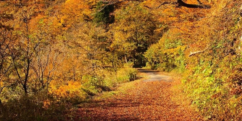 赤芝峡 山形県小国町 白い森まるごとブランドポータルサイト 赤芝峡 山形県小国町 白い森まるごとブランドポータルサイト