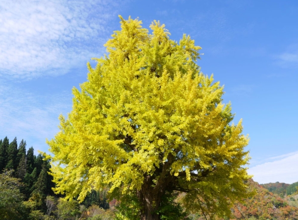 Ginkgo Square