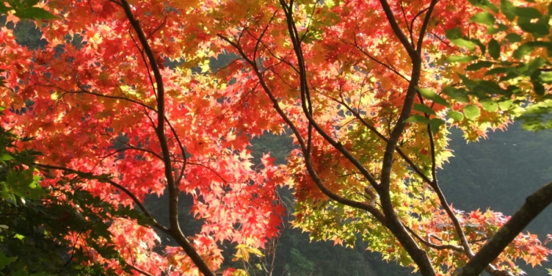 赤芝峡 山形県小国町 白い森まるごとブランドポータルサイト 赤芝峡 山形県小国町 白い森まるごとブランドポータルサイト