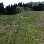 スイセンが綺麗に咲いています