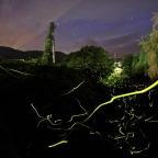 ホタルが舞う季節となりました