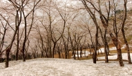 残雪と桜